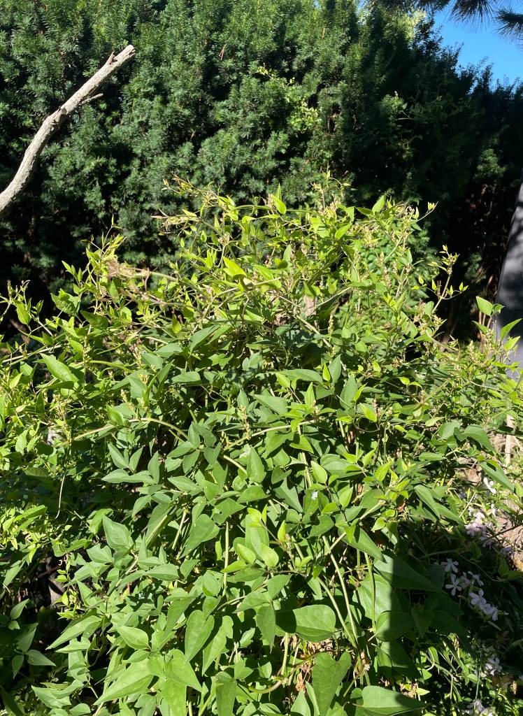 Plant name: Clematis Clematis spp. 